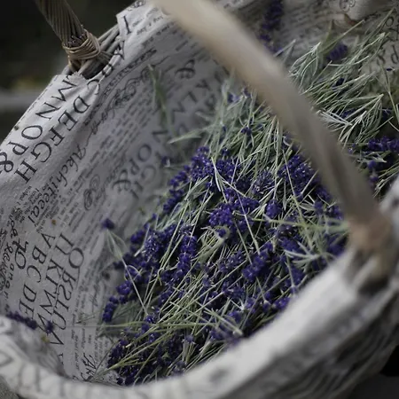 Tatil Evi Richnava Park *